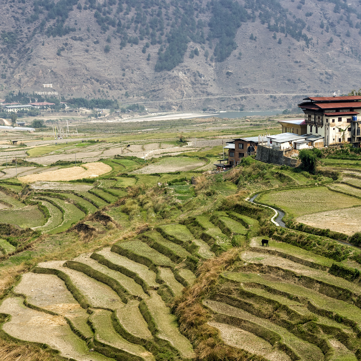 Punakha